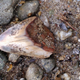 Illustration for article titled Megalodon Molar Discovered in Santa Cruz Mountains
